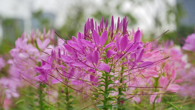 Fiori di ragno rosa con gocce di rugiada