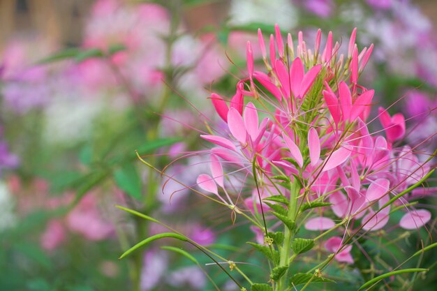 Fiori di ragno02