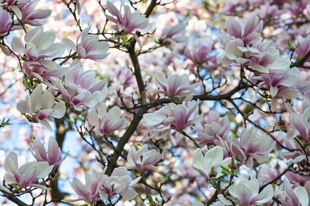 Fiori di ramo di albero di magnolia su sfondo sfocato Primo piano fuoco selettivo