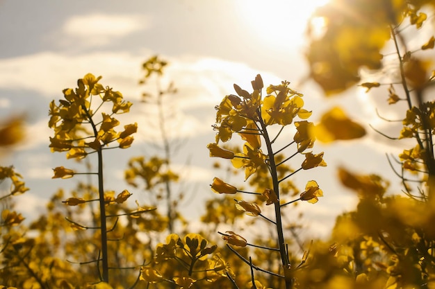 Fiori di rana sullo sfondo del cielo