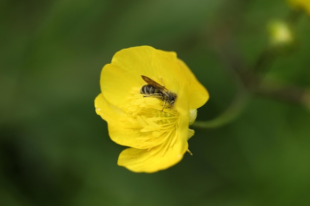 Fiori di ranuncolo e ape