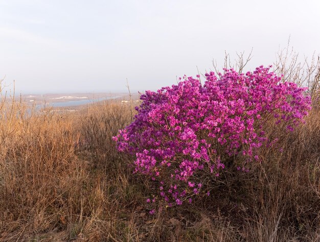 Fiori di Rhododendron dauricum nomi popolari rosmarino maralnik Russia Vladivostok Isola russa