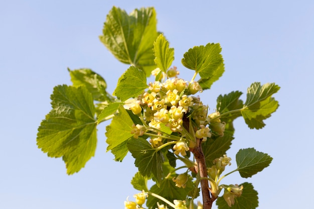 fiori di ribes