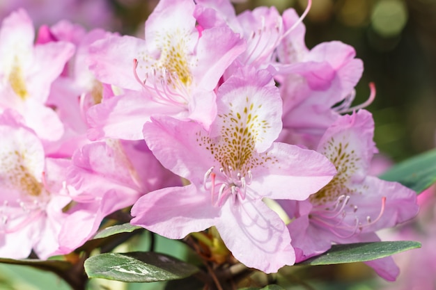 Fiori di rododendro (azalea) di vari colori nel giardino primaverile