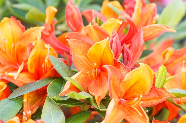 Fiori di rododendro (azalea) di vari colori nel giardino primaverile