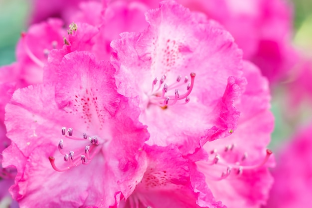 Fiori di rododendro (azalea) di vari colori nel giardino primaverile