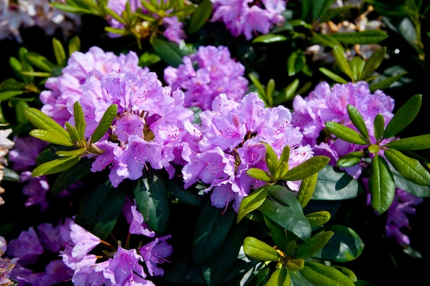 Fiori di rododendro che sbocciano nel giardino di primavera