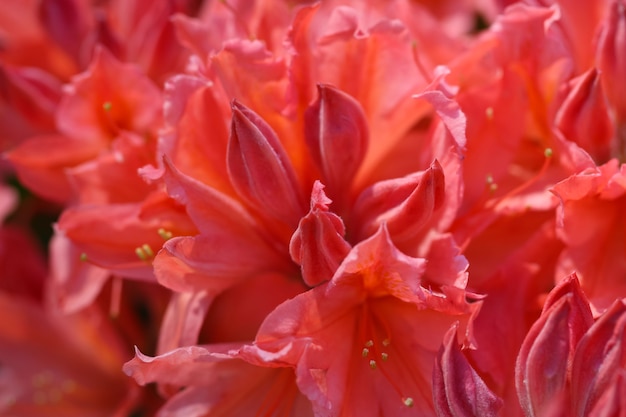 Fiori di rododendro con messa a fuoco selettiva per lo sfondo