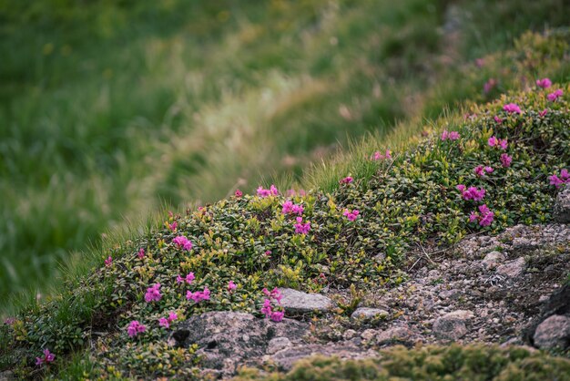 Fiori di rododendro in natura