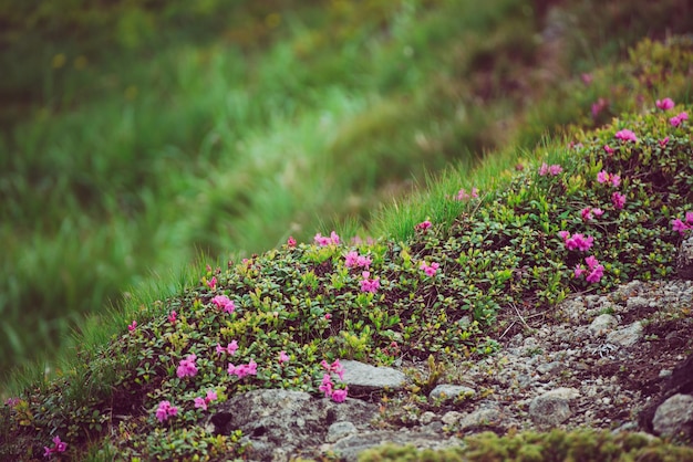 Fiori di rododendro in natura