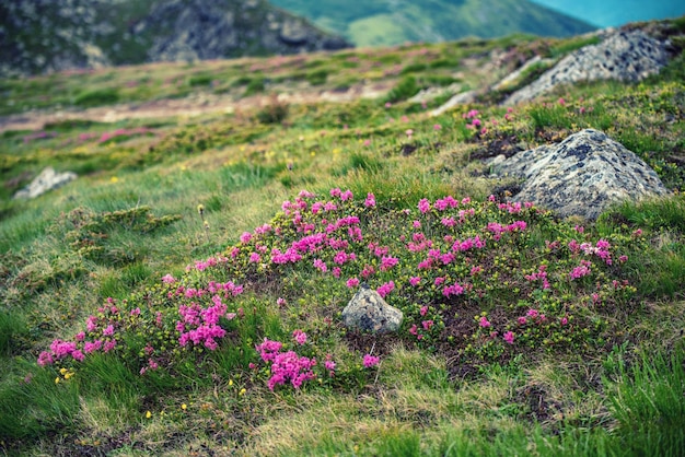 Fiori di rododendro in natura