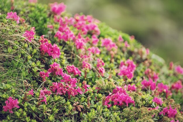 Fiori di rododendro in natura