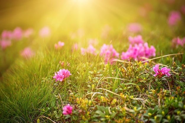 Fiori di rododendro in natura