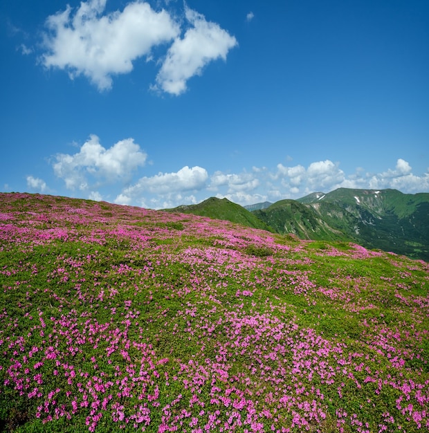 Fiori di rododendro pendii in fiore delle montagne dei Carpazi