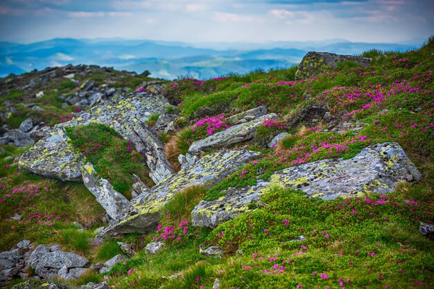 Fiori di rododendro rosa che crescono in montagna con rocce, sfondo floreale naturale