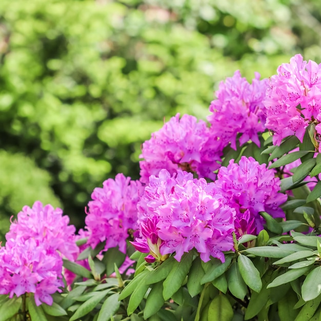 Fiori di rododendro rosa in fiore nel concetto di giardinaggio primaverile