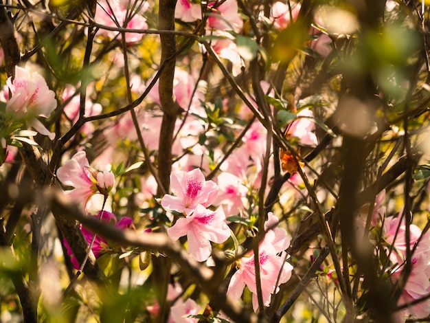 Fiori di rododendro rosa in fiore nel parco