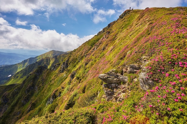 Fiori di rododendro rosa sulla montagna estiva