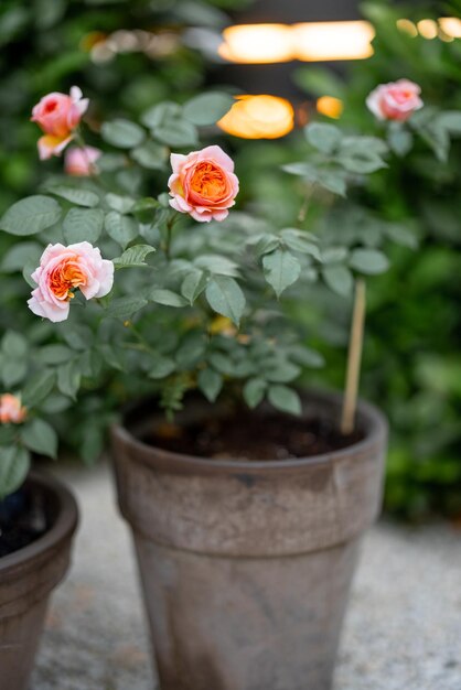 Fiori di rosa al tramonto