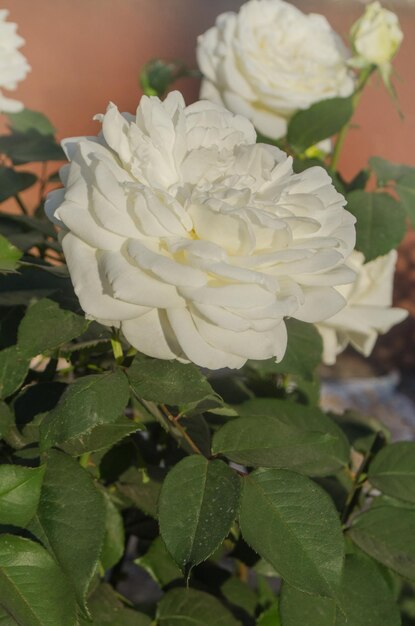 Fiori di rosa bianca nel giardino estivo Fiori di rosa bianca La rosa bianca cresce in un roseto