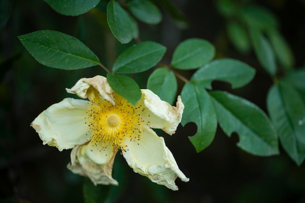 Fiori di rosa canina appassiti