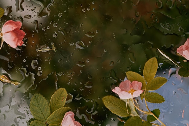 Fiori di rosa canina freschi rosa su sfondo scuro di vetro bagnato