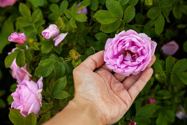 Fiori di rosa canina su Bush al momento della fioritura