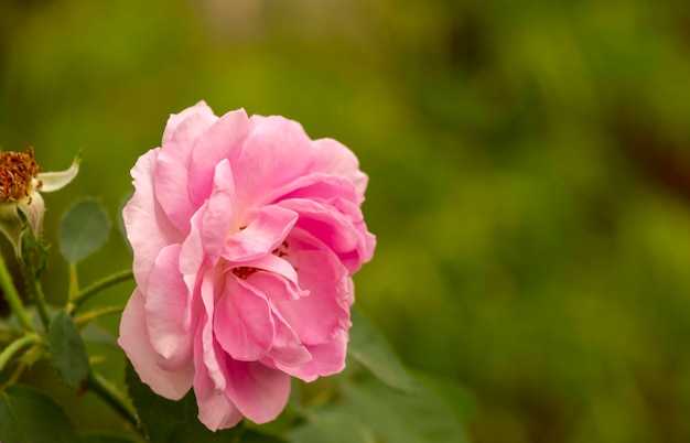 Fiori di rosa con sfondo sfocato su un fuoco poco profondo