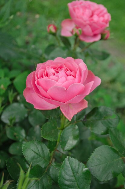 Fiori di rosa di corallo nel giardino di rose Rose in fiore di corallo rosa