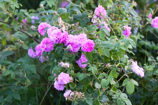 Fiori di rosa in giardino