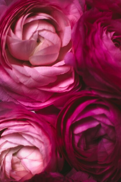 Fiori di rosa primo piano festa di nozze e sfondo floreale in stile concetto