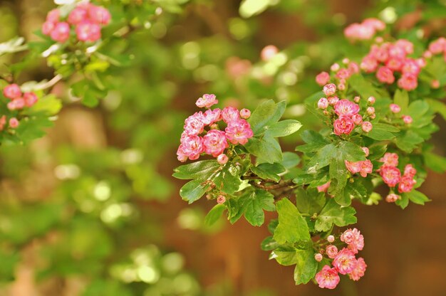 Fiori di rosa rosa che sbocciano in primavera