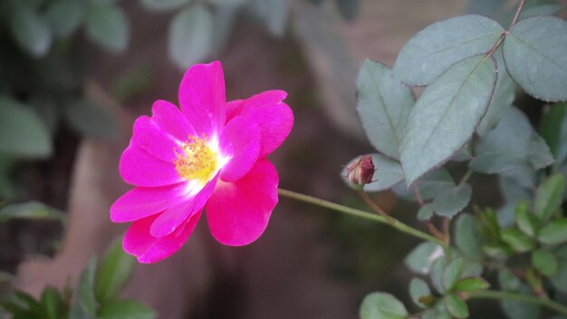 Fiori di rosa rosa con foglie verdi