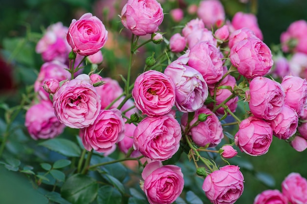 Fiori di rosa rosa Pomponella Rose rosa crescono nel giardino Bellissimo cespuglio di rose rosa cresce