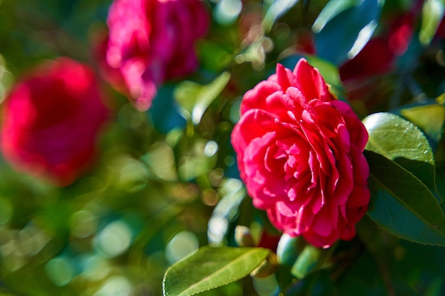 Fiori di rosa rossa che sbocciano nel parco della città