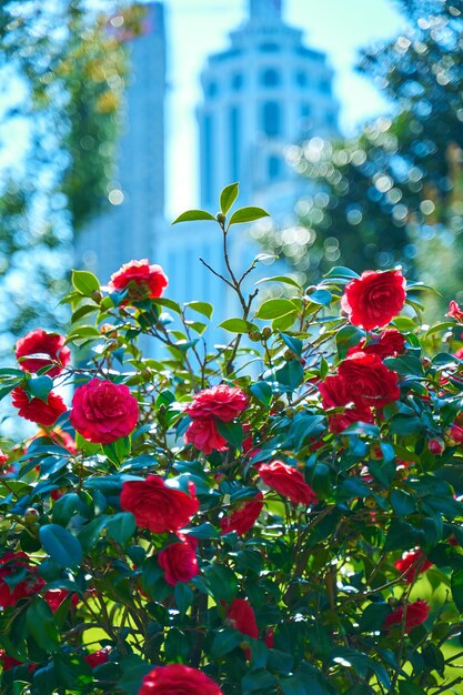 Fiori di rosa rossa che sbocciano nel parco della città