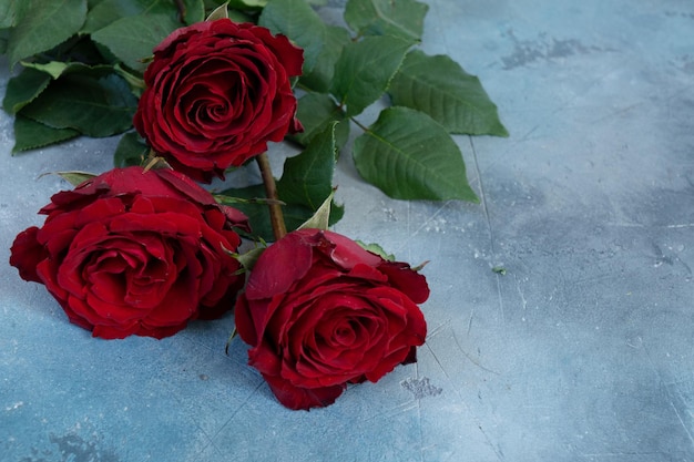 Fiori di rosa rossa cremisi