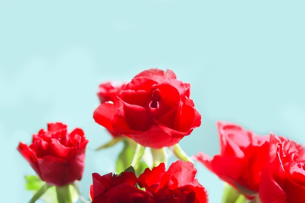 Fiori di rosa rossa su sfondo blu.