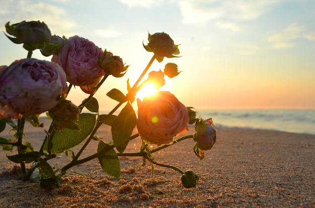 Fiori di rosa sdraiati sulla sabbia della spiaggia della costa del mare al tramonto alba fioritura fioritura del primo piano