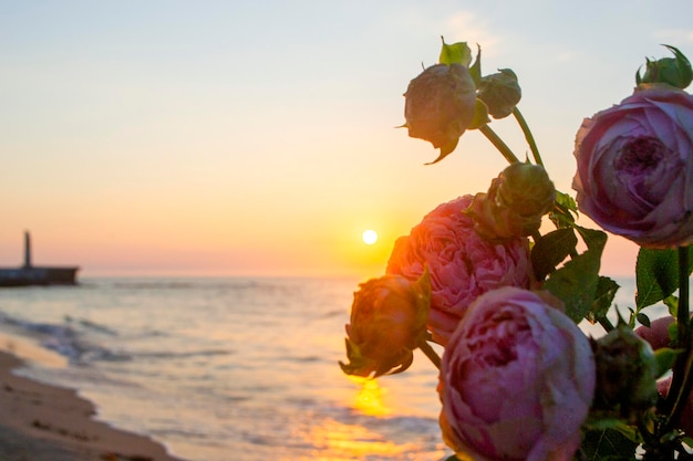 Fiori di rosa sdraiati sulla sabbia della spiaggia della costa del mare al tramonto alba fioritura fioritura del primo piano