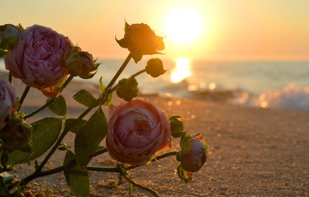 Fiori di rosa sdraiati sulla sabbia della spiaggia della costa del mare al tramonto all'alba close-up fiorente fiorente