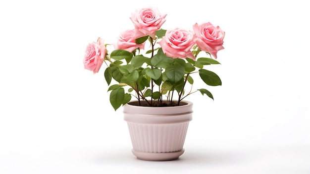 Fiori di rosa vaso per piante su sfondo bianco