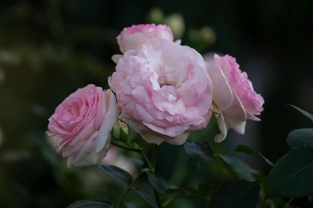 Fiori di rose rosa belle d'estate Rose rosa rampicanti in giardino
