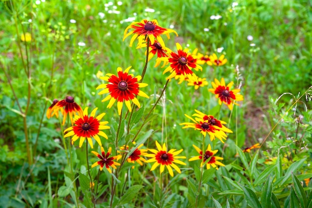Fiori di Rudbeckia Fioritura di bellissimi fiori di rudbeckia arancione Fiore di Susan dagli occhi neri