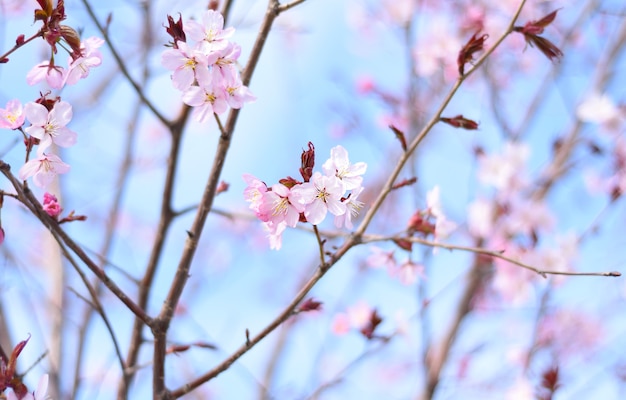 Fiori di Sakura contro il cielo blu