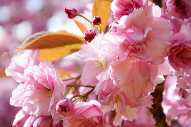 fiori di sakura in primavera da vicino