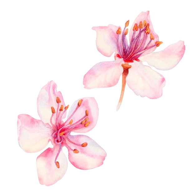 Fiori di sakura primaverili ad acquerello ciliegio giapponese Illustrazioni di petali rosa realistici in fiore