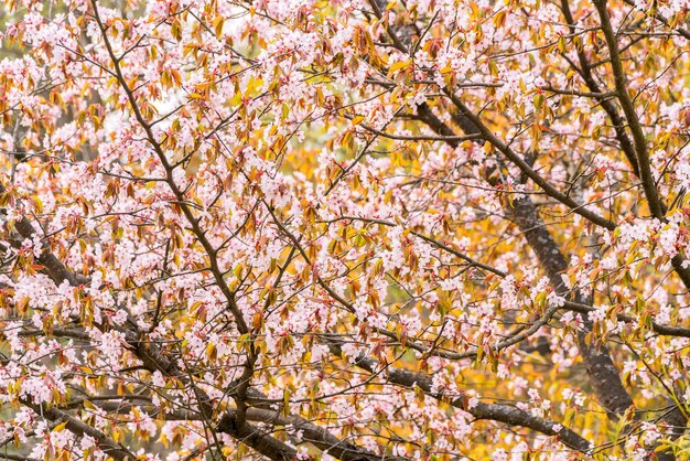 Fiori di sakura primaverili in condizioni naturali Sfondo rosa floreale naturale