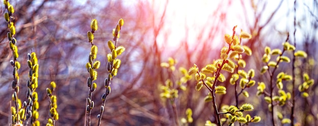 Fiori di salice. Rami di salice con amenti con tempo soleggiato