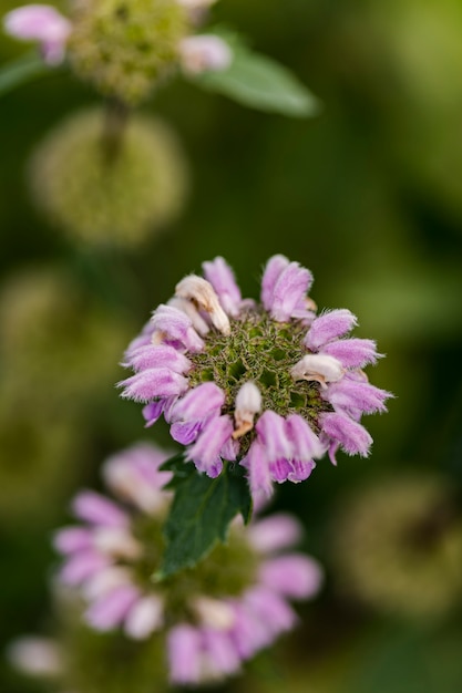 Fiori di salvia di Gerusalemme